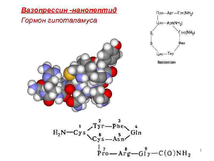 Вазопрессин -нанопептид Гормон гипоталамуса 58 