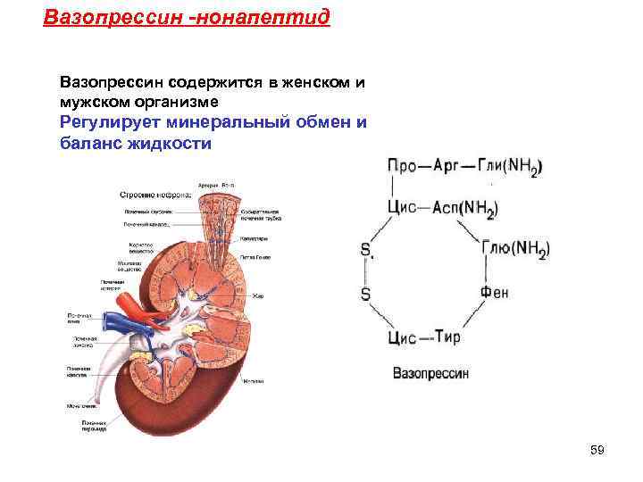 Вазопрессин -нонапептид Вазопрессин содержится в женском и мужском организме Регулирует минеральный обмен и баланс