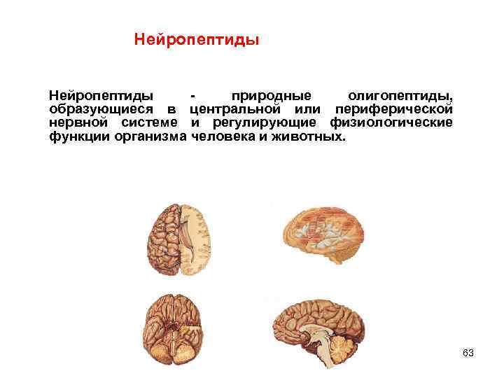 Нейропептиды - природные олигопептиды, образующиеся в центральной или периферической нервной системе и регулирующие физиологические