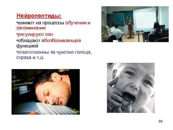 Нейропептиды: • влияют на процессы обучения и запоминания • регулируют сон • обладают обезболивающей