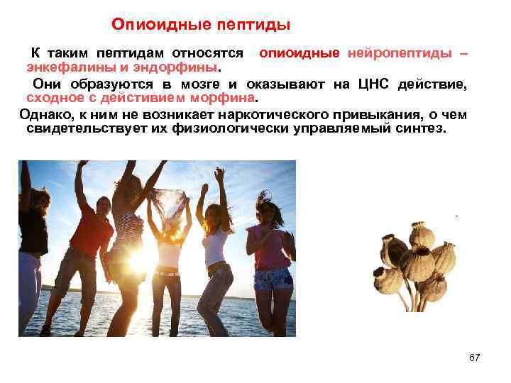 Опиоидные пептиды К таким пептидам относятся опиоидные нейропептиды – энкефалины и эндорфины. Они образуются
