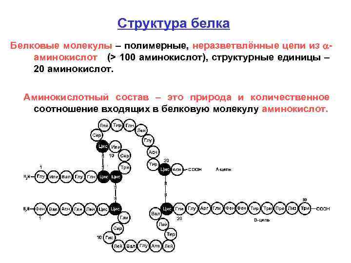 Структура белка Белковые молекулы – полимерные, неразветвлённые цепи из аминокислот (> 100 аминокислот), структурные