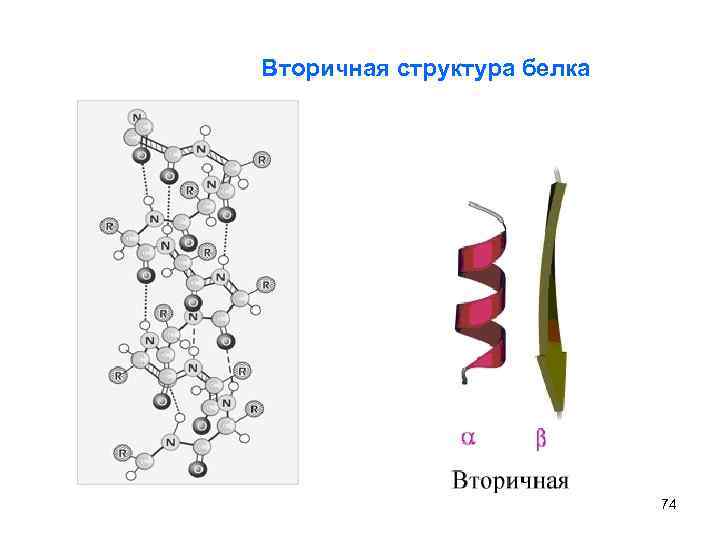 Вторичная структура белка 74 