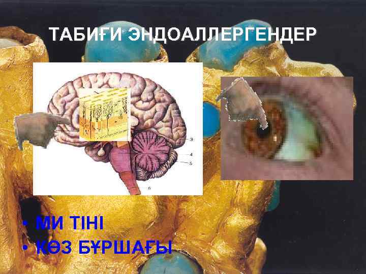 ТАБИҒИ ЭНДОАЛЛЕРГЕНДЕР • МИ ТІНІ • КӨЗ БҰРШАҒЫ 