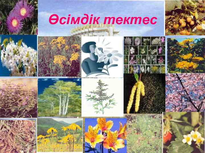 Өсімдік тектес 