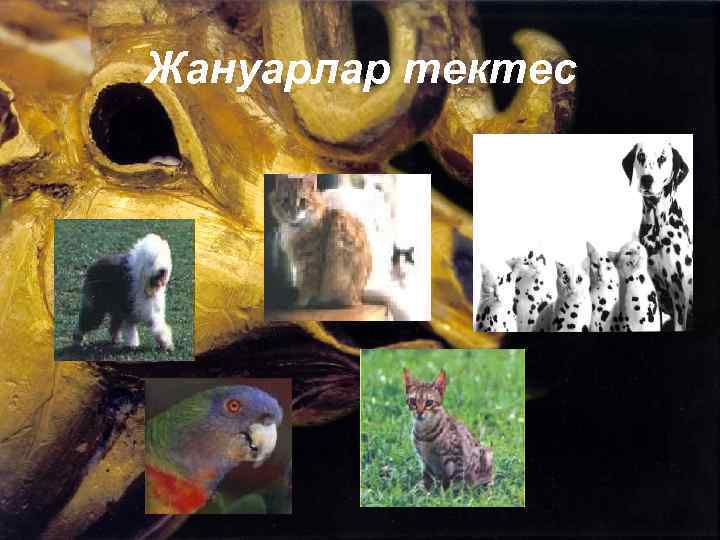 Жануарлар тектес 