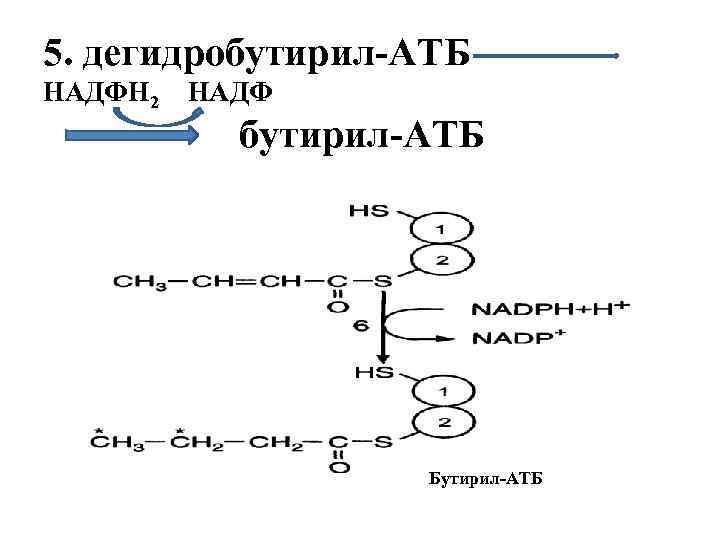 Атф и надфн