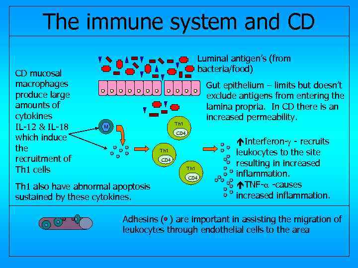 The immune system and CD CD mucosal macrophages produce large amounts of cytokines IL-12