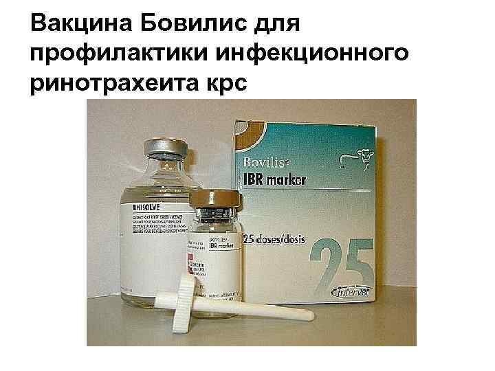 Вакцина Бовилис для профилактики инфекционного ринотрахеита крс 