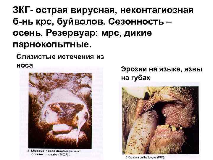 ЗКГ- острая вирусная, неконтагиозная б-нь крс, буйволов. Сезонность – осень. Резервуар: мрс, дикие парнокопытные.