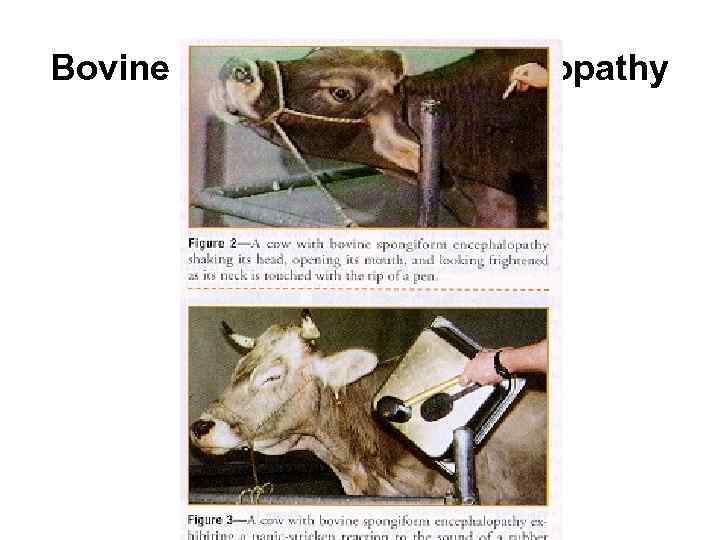 Bovine Spongiform Encephalopathy 