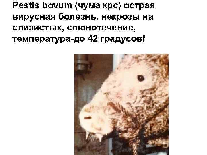 Pestis bovum (чума крс) острая вирусная болезнь, некрозы на слизистых, слюнотечение, температура-до 42 градусов!