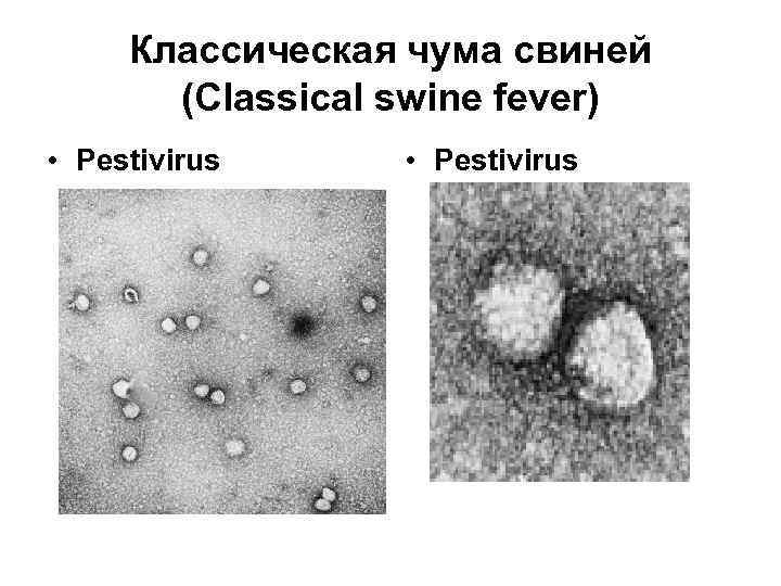 Классическая чума свиней клиническая картина