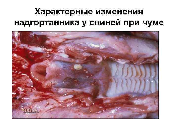 Характерные изменения надгортанника у свиней при чуме 