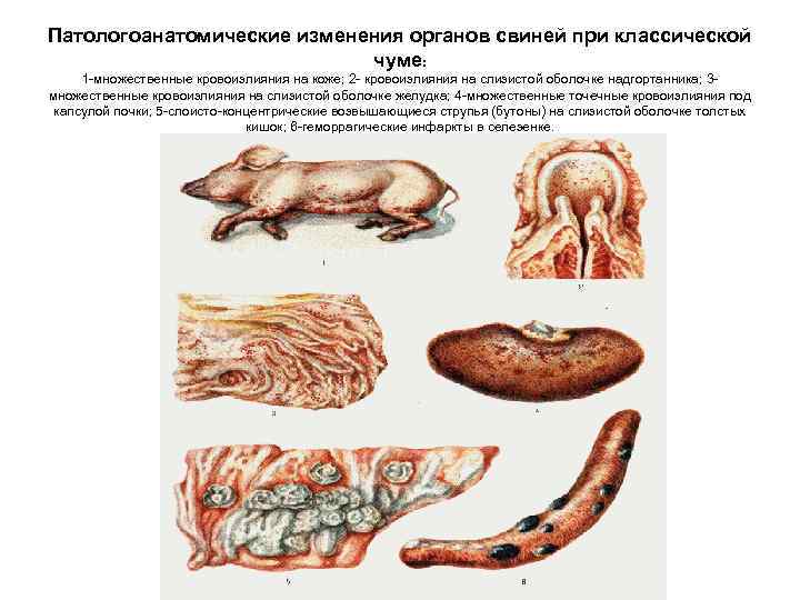 Патологоанатомические изменения органов свиней при классической чуме: 1 -множественные кровоизлияния на коже; 2 -