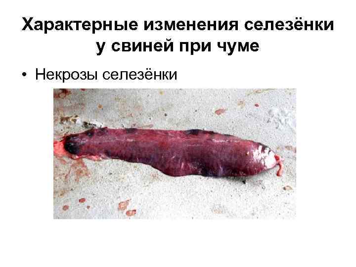 Характерные изменения селезёнки у свиней при чуме • Некрозы селезёнки 
