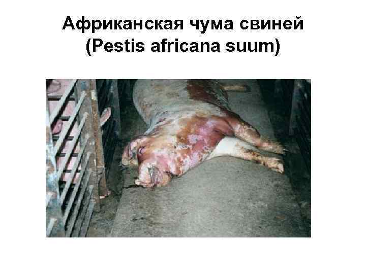 Африканская чума свиней (Pestis africana suum) 