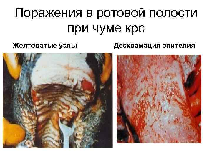 Поражения в ротовой полости при чуме крс Желтоватые узлы Десквамация эпителия 