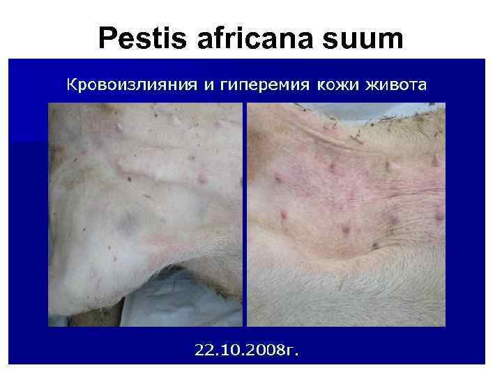 Pestis africana suum 