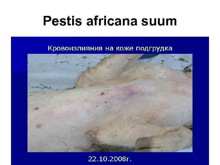 Pestis africana suum 