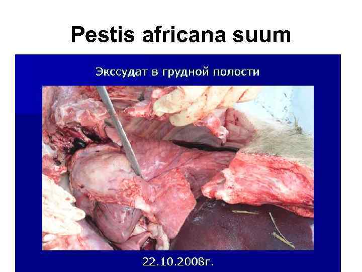 Pestis africana suum 