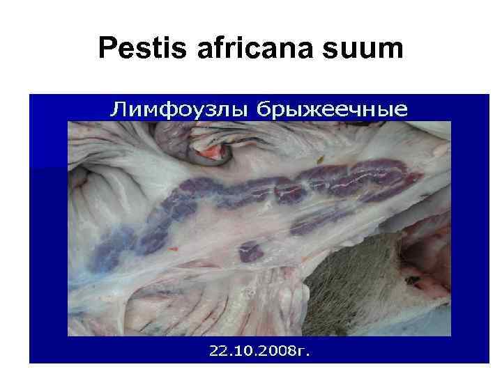 Pestis africana suum 