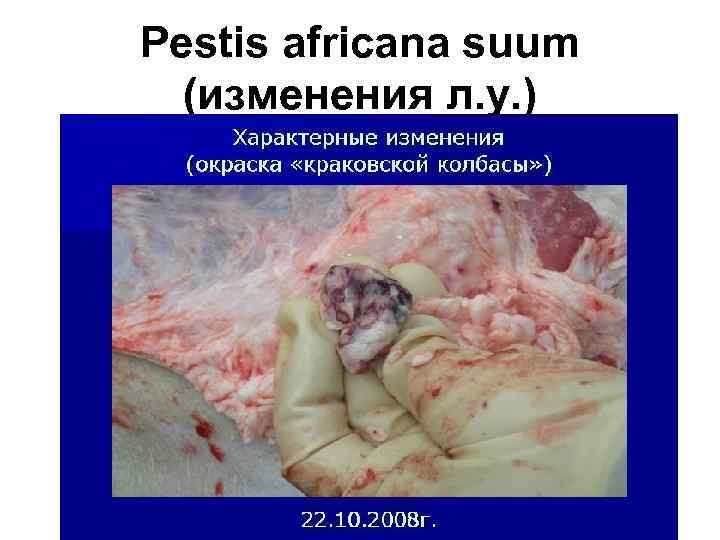 Pestis africana suum (изменения л. у. ) 