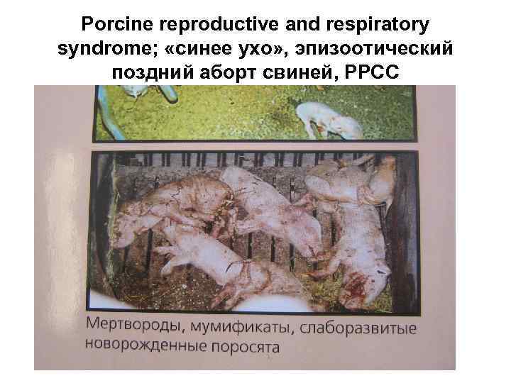 Porcine reproductive and respiratory syndrome; «синее ухо» , эпизоотический поздний аборт свиней, РРСС 