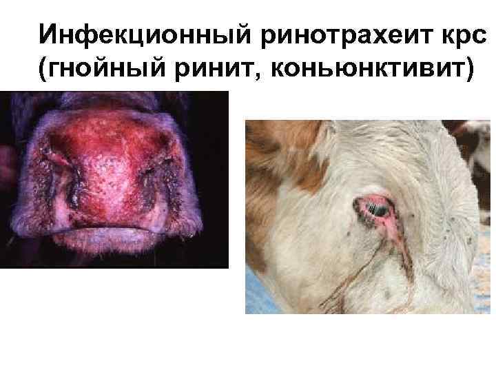 Инфекционный ринотрахеит крс (гнойный ринит, коньюнктивит) 