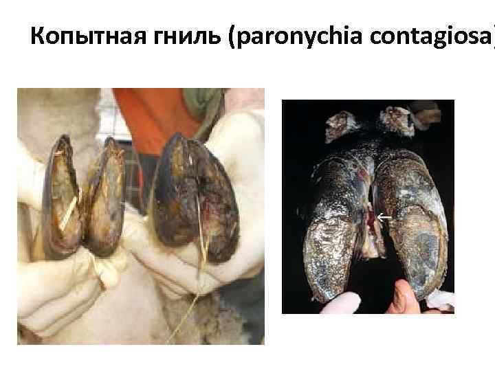 Копытная гниль (paronychia contagiosa) 