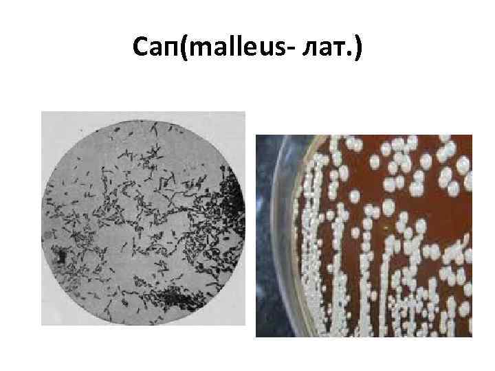 Сап(malleus- лат. ) 