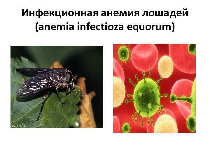 Инфекционная анемия лошадей (anemia infectioza equorum) 