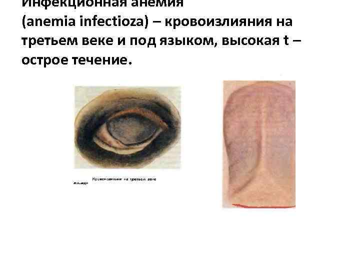 Инфекционная анемия (anemia infectioza) – кровоизлияния на третьем веке и под языком, высокая t