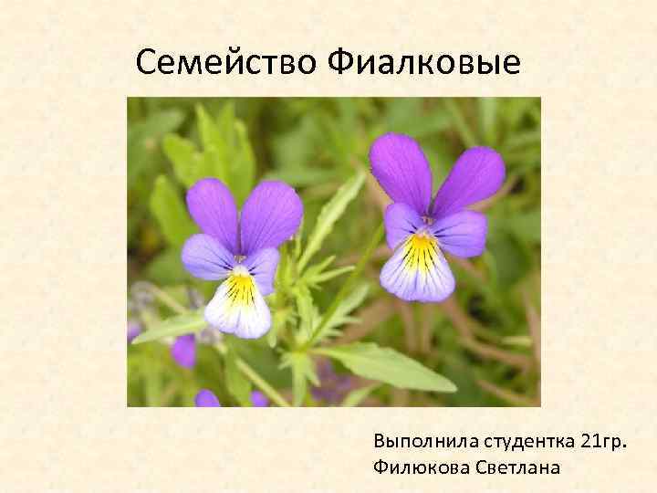 Семейство Фиалковые Выполнила студентка 21 гр. Филюкова Светлана 