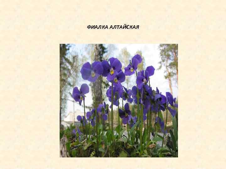 ФИАЛКА АЛТАЙСКАЯ 