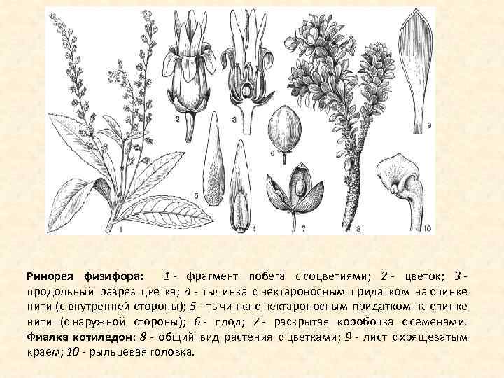 Семейство фиалковые представители фото с названиями