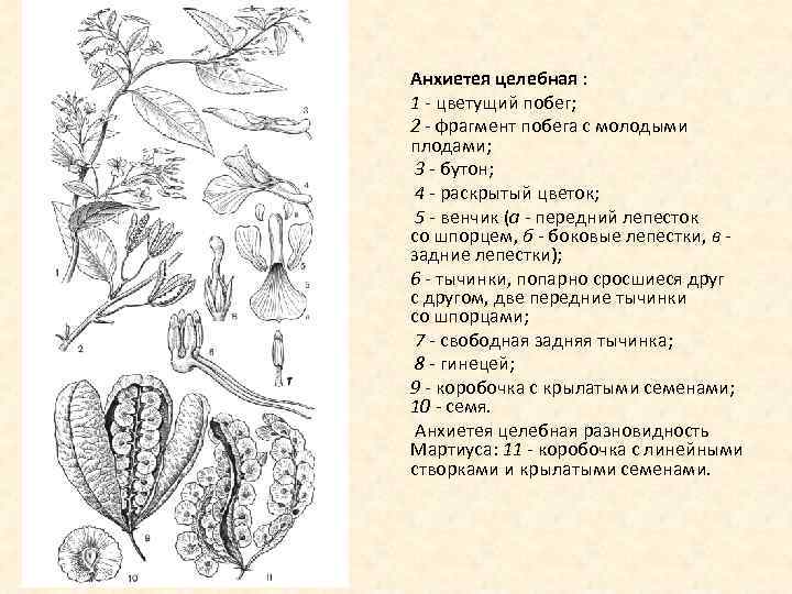Анхиетея целебная : 1 - цветущий побег; 2 - фрагмент побега с молодыми плодами;