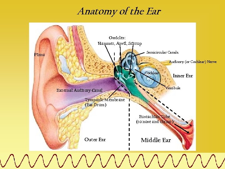 Anatomy of the Ear Ossicles: Hammer, Anvil, Stirrup Semicircular Canals Pinna Auditory (or Cochlear)