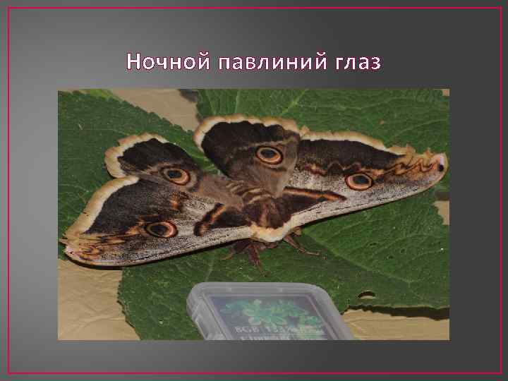 Ночной павлиний глаз 