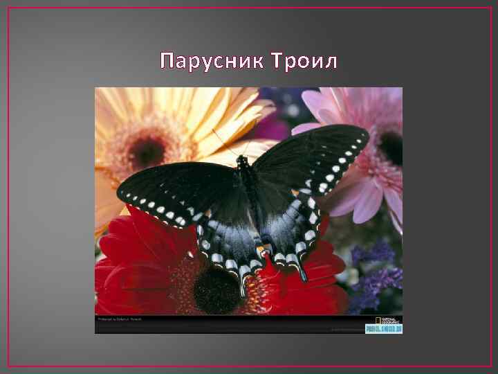 Парусник Троил 