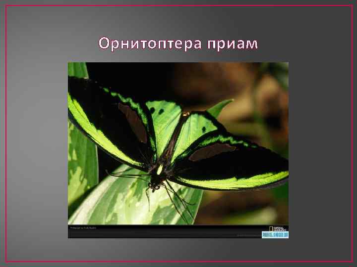 Орнитоптера приам 