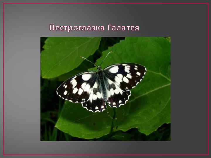 Пестроглазка Галатея 