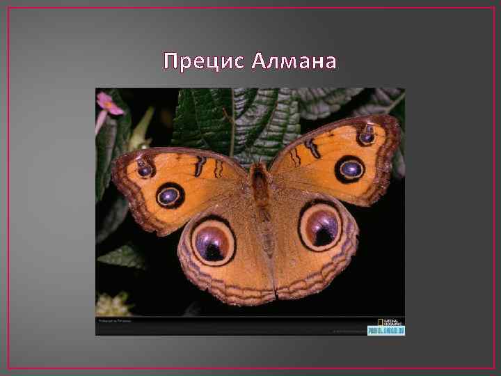 Прецис Алмана 