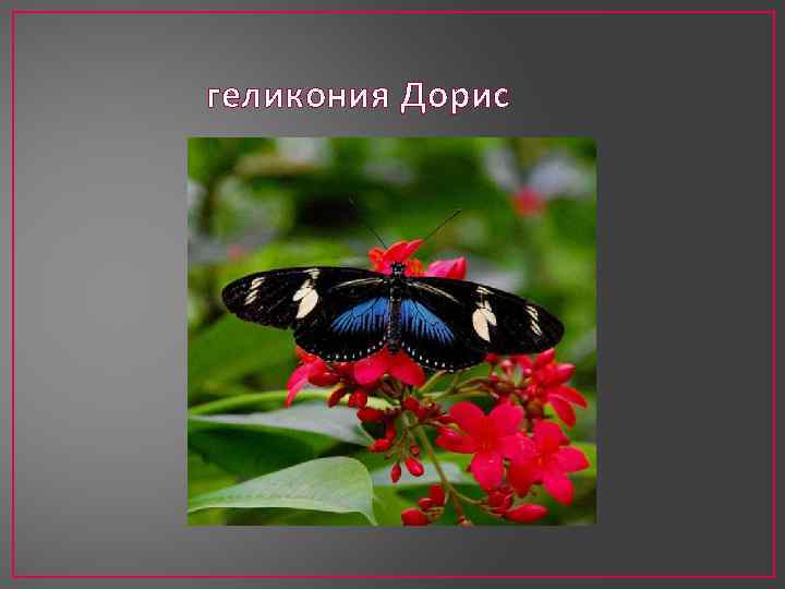 геликония Дорис 