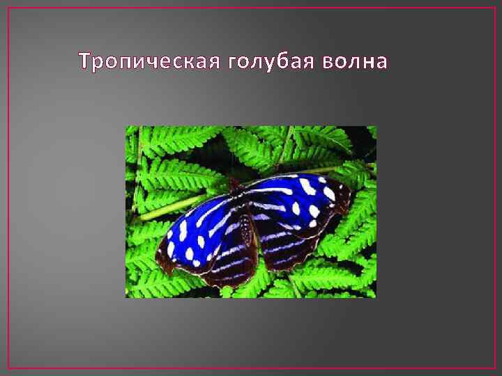 Тропическая голубая волна 