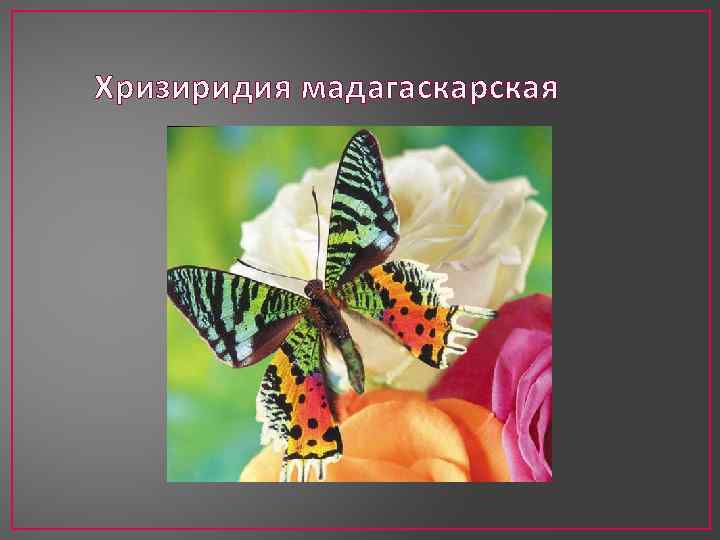 Хризиридия мадагаскарская 