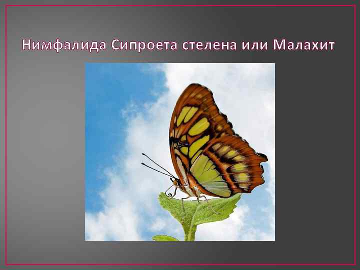 Нимфалида Сипроета стелена или Малахит 