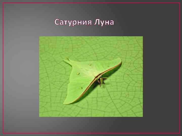 Сатурния Луна 