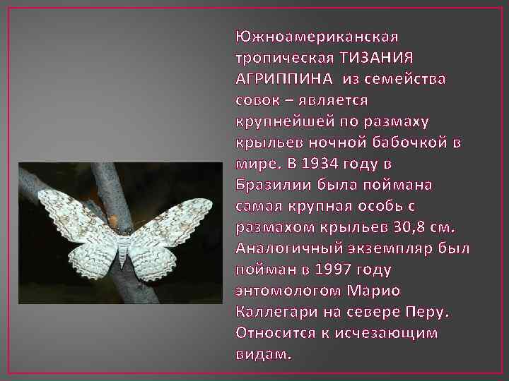 Южноамериканская тропическая ТИЗАНИЯ АГРИППИНА из семейства совок – является крупнейшей по размаху крыльев ночной