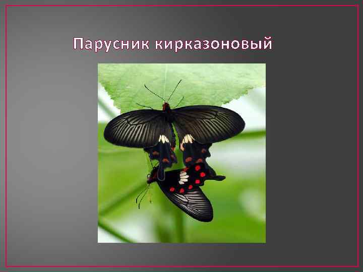 Парусник кирказоновый 